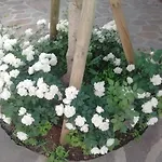 Rosa Apartamento Cala Gonone