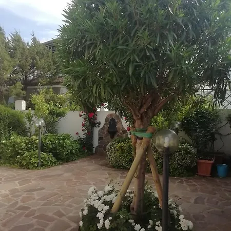 Rosa *
